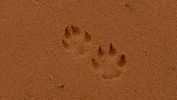 PICTURES/Gallery2/t_Sand Dunes Dog Tracks (216).JPG